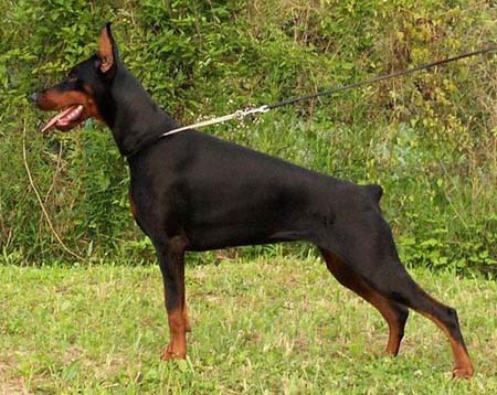PINSCHER